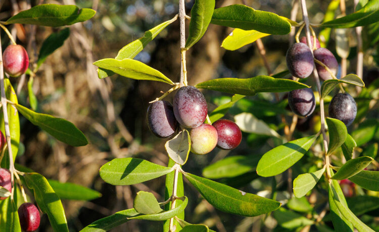L’olio