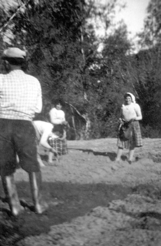 Il trapianto della cipolla rossa a Zambrone