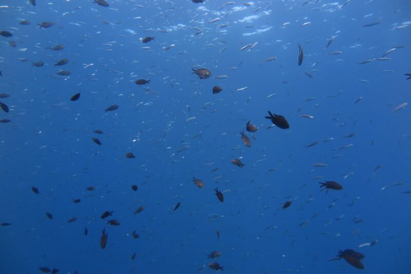 Snorkeling Zambrone