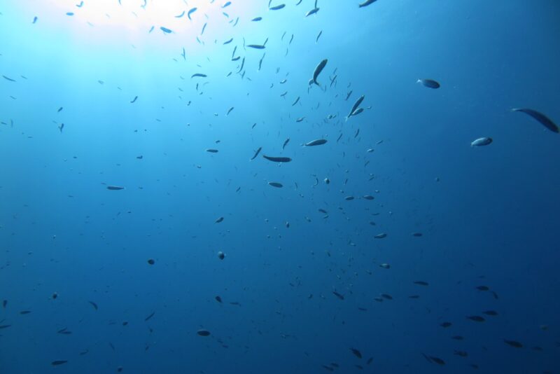 Snorkeling Zambrone