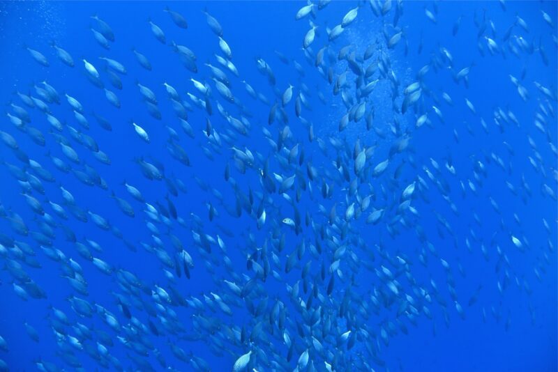 Snorkeling Zambrone