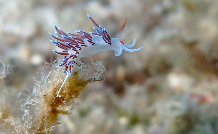 Diving
