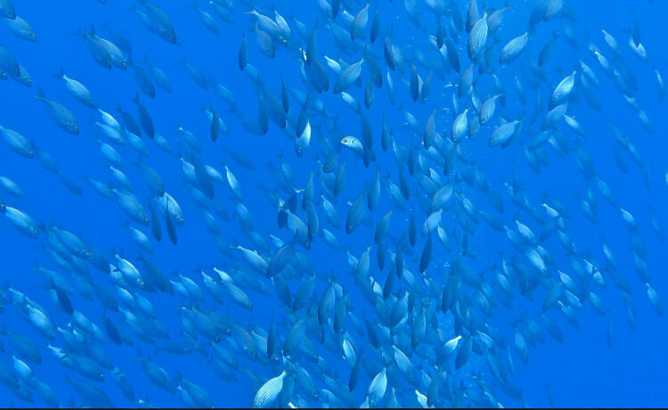 Snorkeling