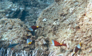 Snorkeling